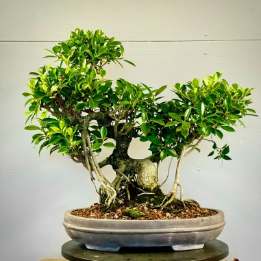 Ficus Tyger Bark VIP3