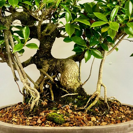 Ficus Tyger Bark VIP3