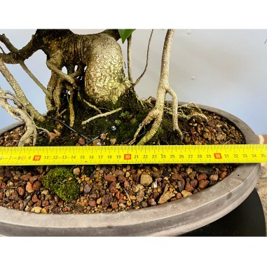 Ficus Tyger Bark VIP3