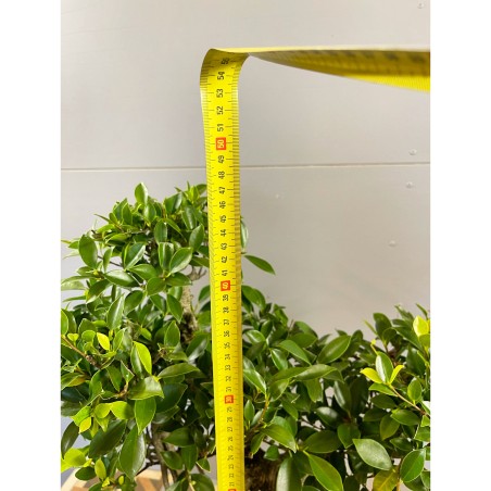 Ficus Tyger Bark VIP3