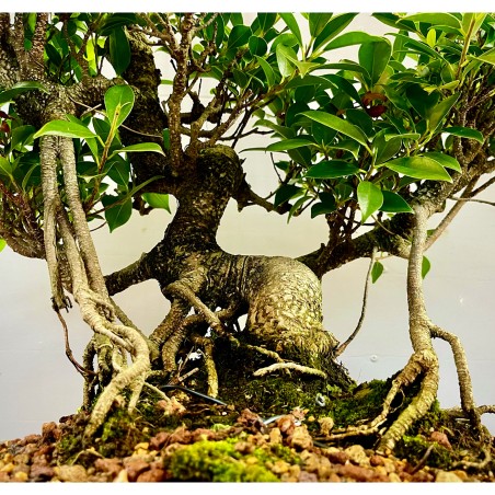 Ficus Tyger Bark VIP3