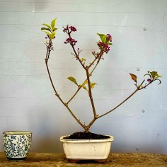 Callicarpa Japonica CJ3