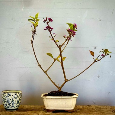 Callicarpa Japonica CJ3