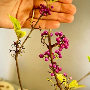 Callicarpa Japonica CJ3