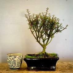 Cotoneaster Coral Beauty C1