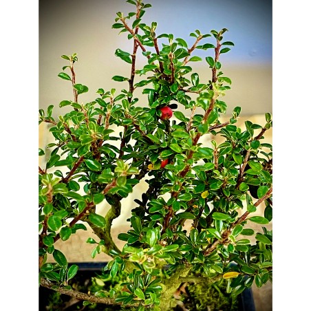Cotoneaster Coral Beauty C1