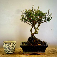 Cotoneaster Coral Beauty C2