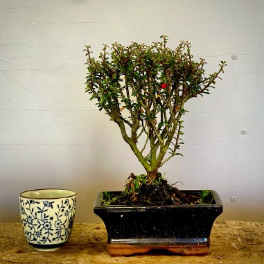 Cotoneaster Coral Beauty C3