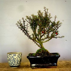 Cotoneaster Coral Beauty C4