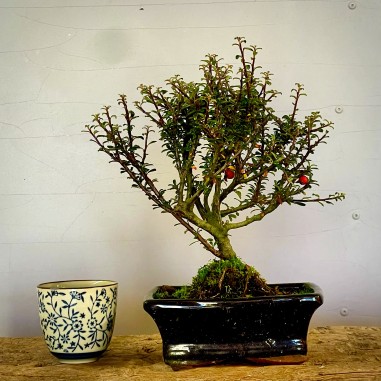 Cotoneaster Coral Beauty C4