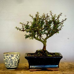 Cotoneaster Coral Beauty C5