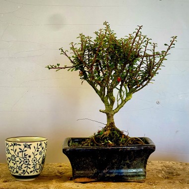 Cotoneaster Coral Beauty C6