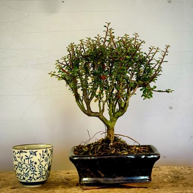 Cotoneaster Coral Beauty C7