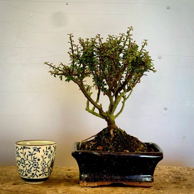 Cotoneaster Coral Beauty C8