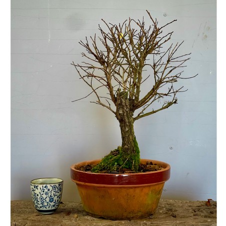 Olmo Nire Keyaki UN1