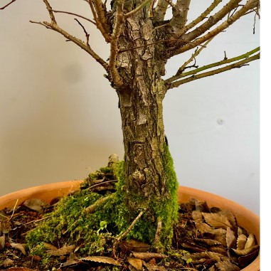 Olmo Nire Keyaki UN1