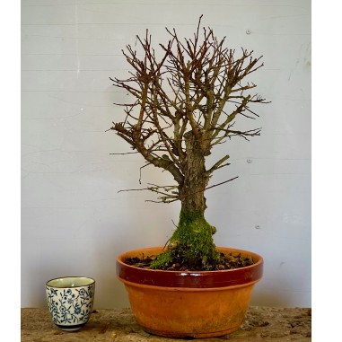 Olmo Nire Keyaki UN2