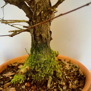 Olmo Nire Keyaki UN2