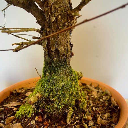 Olmo Nire Keyaki UN2