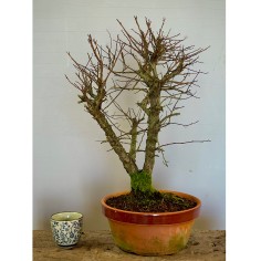 Olmo Nire Keyaki UN4