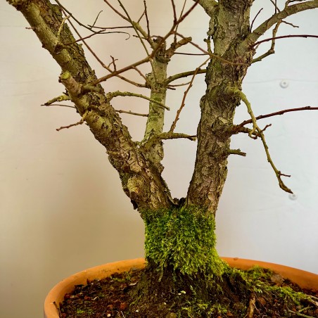 Olmo Nire Keyaki UN4