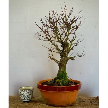 Olmo Nire Keyaki UN5