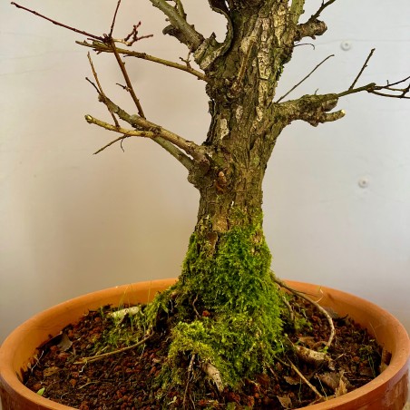 Olmo Nire Keyaki UN5