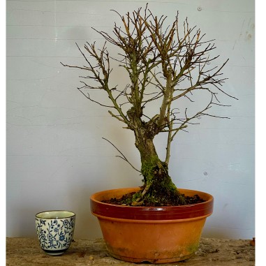 Olmo Nire Keyaki UN6