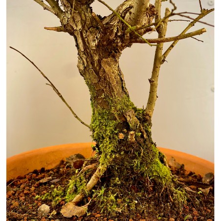 Olmo Nire Keyaki UN6