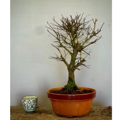 Olmo Nire Keyaki UN7