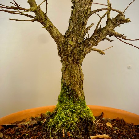 Olmo Nire Keyaki UN7