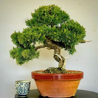 Juniperus Kishu JCk2