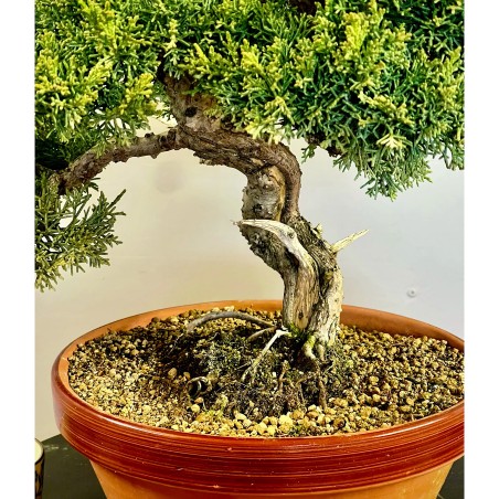 Juniperus Kishu JCk2
