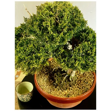 Juniperus Kishu JCk2