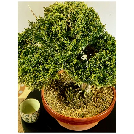 Juniperus Kishu JCk2