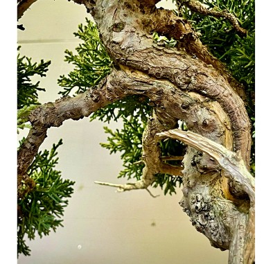 Juniperus Kishu JCk2
