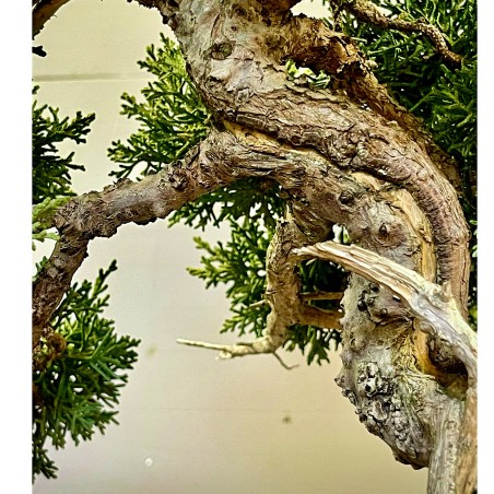 Juniperus Kishu JCk2