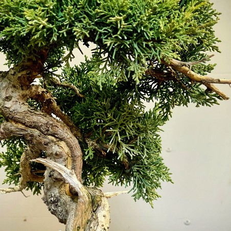 Juniperus Kishu JCk2