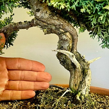 Juniperus Kishu JCk2