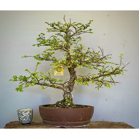 Olmo Nire Keyaki ON3