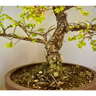 Olmo Nire Keyaki ON3