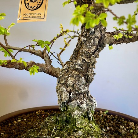 Olmo Nire Keyaki ON3