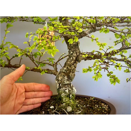 Olmo Nire Keyaki ON3