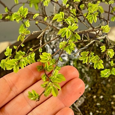 Olmo Nire Keyaki ON3