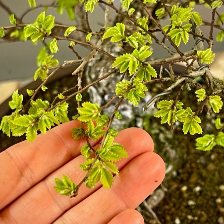 Olmo Nire Keyaki ON3