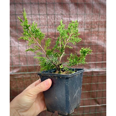 Juniperus Itoigawa Plantones