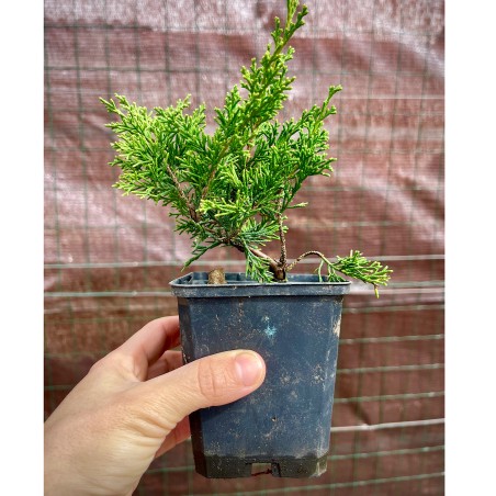 Juniperus Itoigawa Plantones