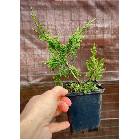 Juniperus Itoigawa Plantones
