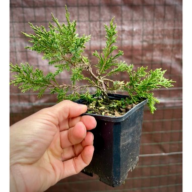 Juniperus Itoigawa Plantones