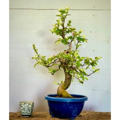 Membrillo Japones Ps1